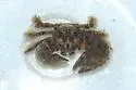 Pachycheles rudis