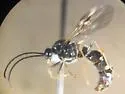 Rapacious Panther Ant - photo 2
