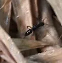 Rapacious Panther Ant - photo 3