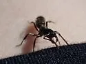 Rapacious Panther Ant - photo 4
