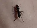 Rapacious Panther Ant - photo 5