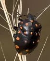 Pachycoris klugii