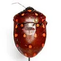 Pachycoris klugii - photo 2