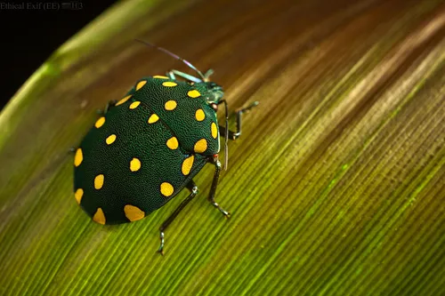 Torrid Jewel Bug