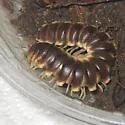 Pachydesmus crassicutis