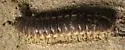 Pachydesmus crassicutis - photo 2