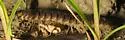 Pachydesmus crassicutis - photo 3