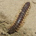 Pachydesmus crassicutis - photo 4