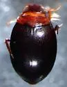 Pachydrus princeps