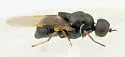 Pachygaster montana
