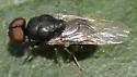 Pachygaster montana - photo 2