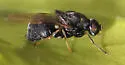 Pachygaster montana - photo 4