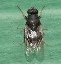 Pachygaster montana - photo 5