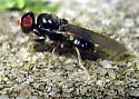 Pachygaster pulchra