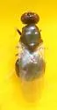 Pachygaster pulchra - photo 2