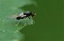 Pachygaster pulchra - photo 3