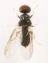 Pachygaster pulchra - photo 4