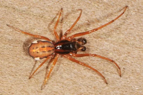 Big-eyed Thick-jawed Spider
