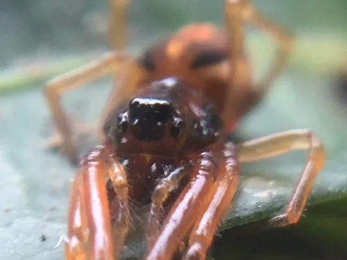 Big-eyed Thick-jawed Spider - photo 2