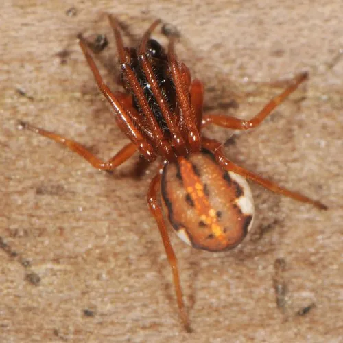 Big-eyed Thick-jawed Spider - photo 3