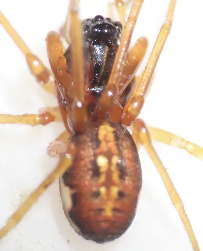 Big-eyed Thick-jawed Spider - photo 4
