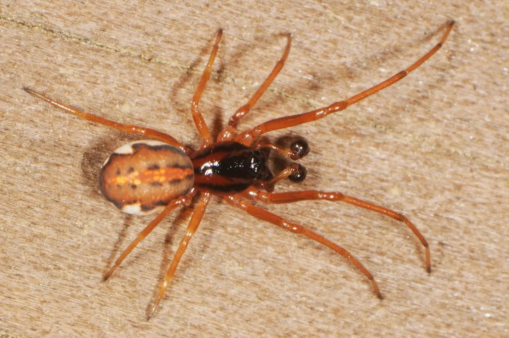 Big-eyed Thick-jawed Spider - photo 5
