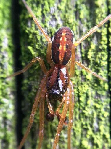 Big-eyed Thick-jawed Spider - photo 6