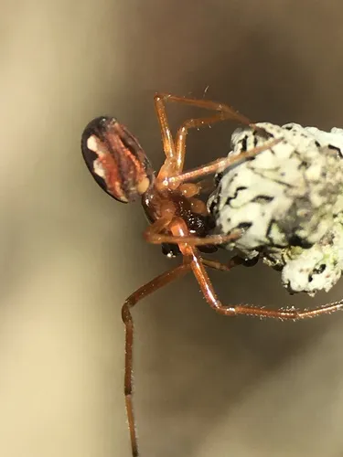 Big-eyed Thick-jawed Spider - photo 7
