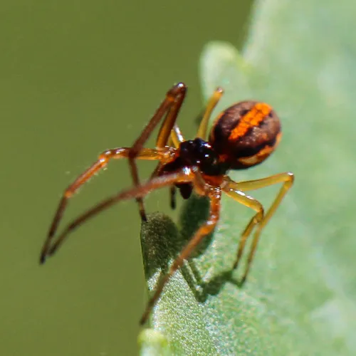 Big-eyed Thick-jawed Spider - photo 8