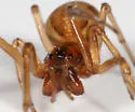 Pachygnatha brevis