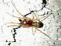 Pachygnatha brevis - photo 2