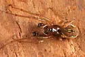 Pachygnatha brevis - photo 3