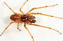 Pachygnatha brevis - photo 4