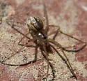 Pachygnatha brevis - photo 5