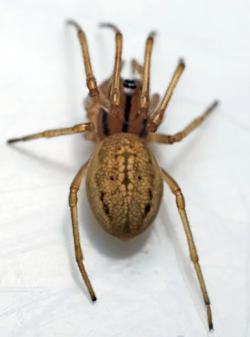 Pachygnatha clercki
