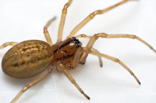 Pachygnatha clercki - photo 2