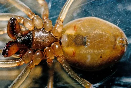 Pachygnatha clercki - photo 3