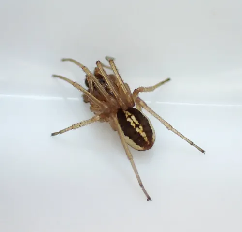Pachygnatha clercki - photo 4