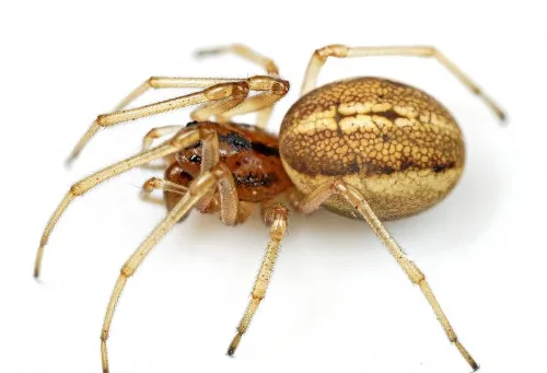 Pachygnatha clercki - photo 6