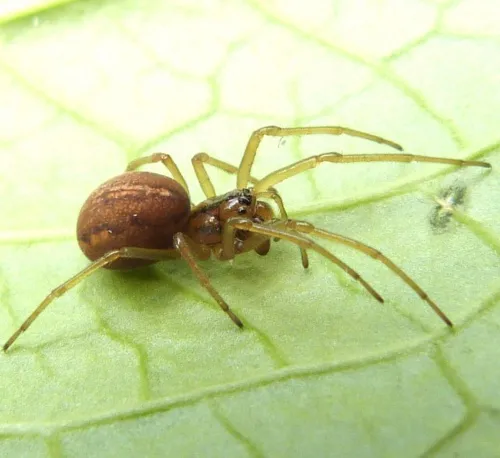 Pachygnatha clercki - photo 8