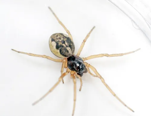 Pachygnatha degeeri