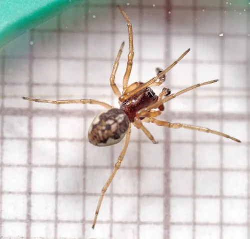 Pachygnatha degeeri - photo 2