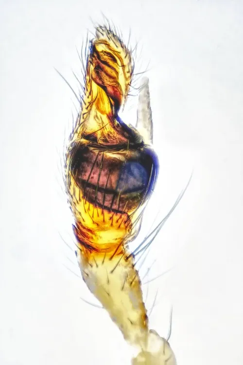 Pachygnatha degeeri - photo 3