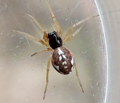 Pachygnatha degeeri - photo 4