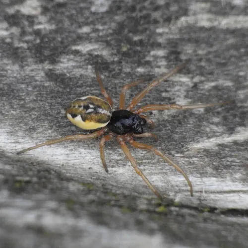 Pachygnatha degeeri - photo 5