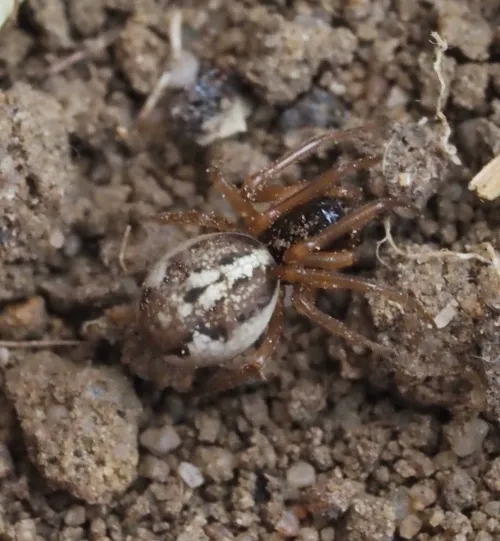 Pachygnatha degeeri - photo 6