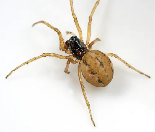 Pachygnatha degeeri - photo 7
