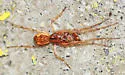 Pachygnatha furcillata