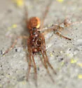 Pachygnatha furcillata - photo 2