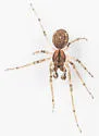Pachygnatha furcillata - photo 3